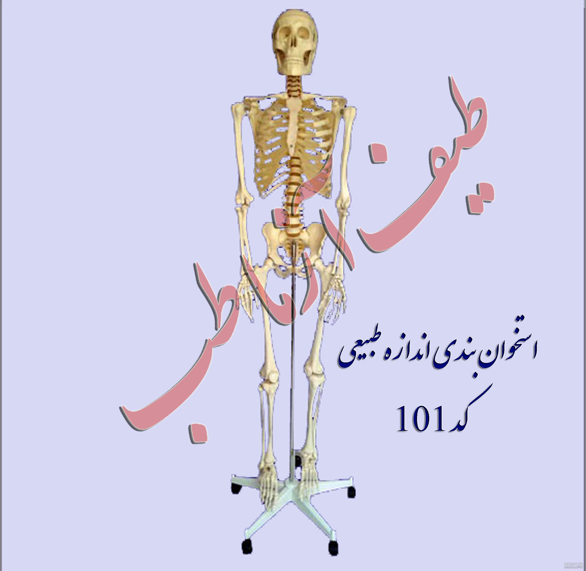 جواب درس ۵ علوم پنجم ابتدایی؛ صفحه ۳۶، ۳۷، ۳۸، ۳۹، ۴۰، ۴۲، ۴۲، ۴۳، ۴۴