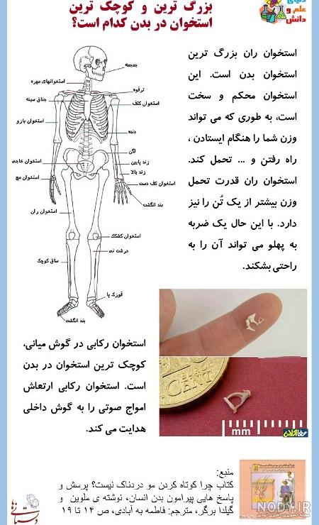 ساخت اسکلت کاغذی