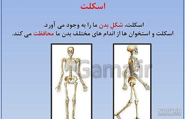 طرح درس استخوان بندی (اسکلت) بدن انسان