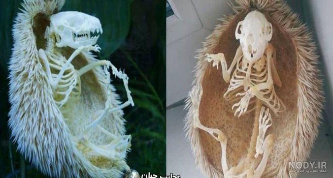 عکس اسکلت انسان عکس اسکلت انسان