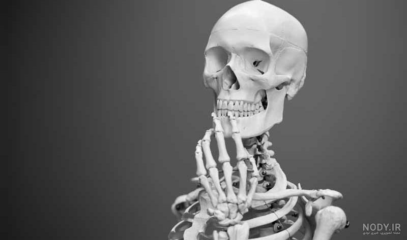 عکس اسکلت انسان برای نقاشی - عکس نودی عکس اسکلت انسان برای نقاشی - عکس نودی