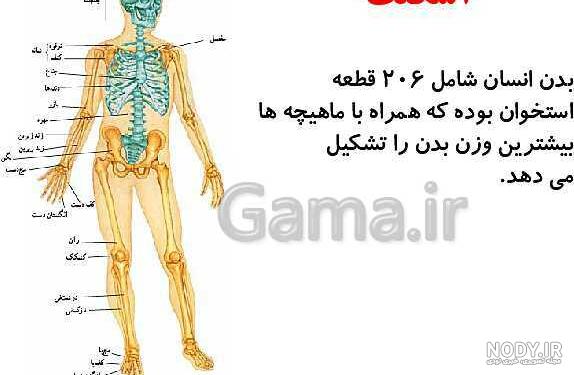 عکس اسکلت درس علوم