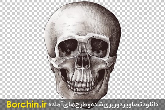 عکس با کیفیت مولاژ آموزشی جمجمه انسان کامل جهت مدارس و دانشگاه ها و بیمارستان ها - لایه باز طرح آماده psd - eps عکس با کیفیت مولاژ آموزشی جمجمه انسان کامل جهت مدارس و دانشگاه ها و بیمارستان ها - لایه باز طرح آماده psd - eps