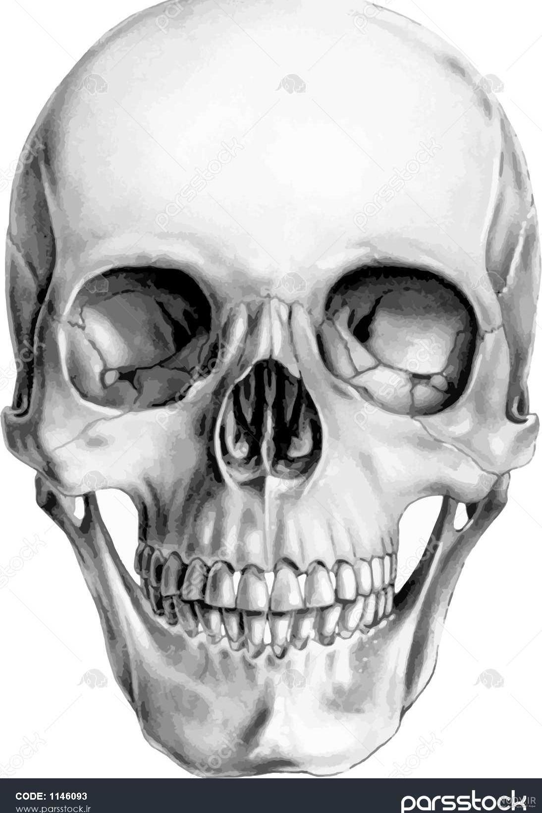 عکس نقاشی صورت اسکلت عکس نقاشی صورت اسکلت