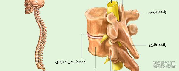 ميز نفت - اسکلتی از چنگال پلاستیکی! +عکس