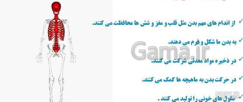 پایه پنجم ابتدایی علوم تجربی - اسکلت بدن - صفحه ۳۹ تا ۴۲ / ۲۴ آذر ۱۴۰۰