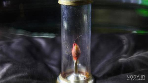 عکس واقعی حضرت علی