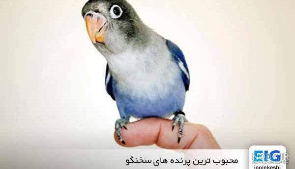 100 عکس خیره کننده از طوطی های رنگارنگ و بازیگوش 100 عکس خیره کننده از طوطی های رنگارنگ و بازیگوش