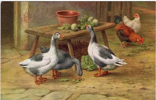 آموزش نقاشی به کودکان‌ : آموزش طراحی غاز