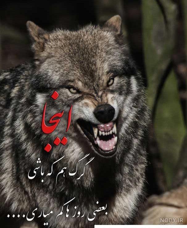 تفاوت‌های شگفت‌انگیز گرگ و سگ | دنیای حیوانات