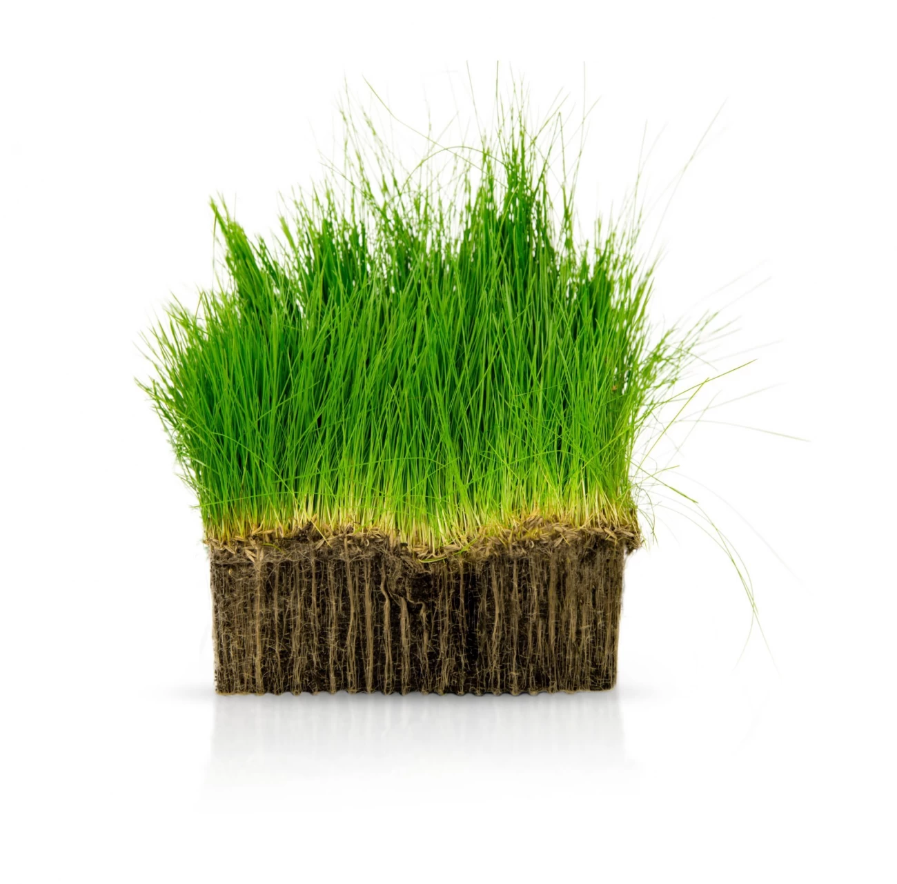 خاک ژله ای خاک ژله ای