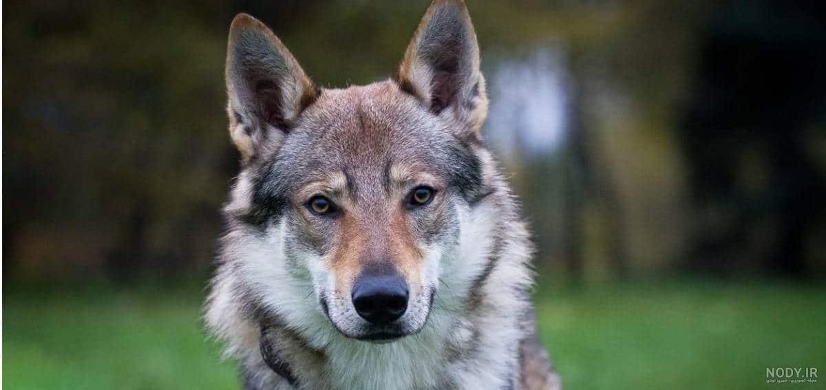 دانلود برنامه Wolf Wallpaper HD برای اندروید | مایکت