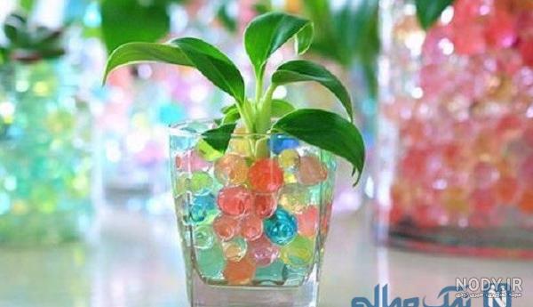 عکس بزرگترین خاک ژله ای - عکس نودی عکس بزرگترین خاک ژله ای - عکس نودی