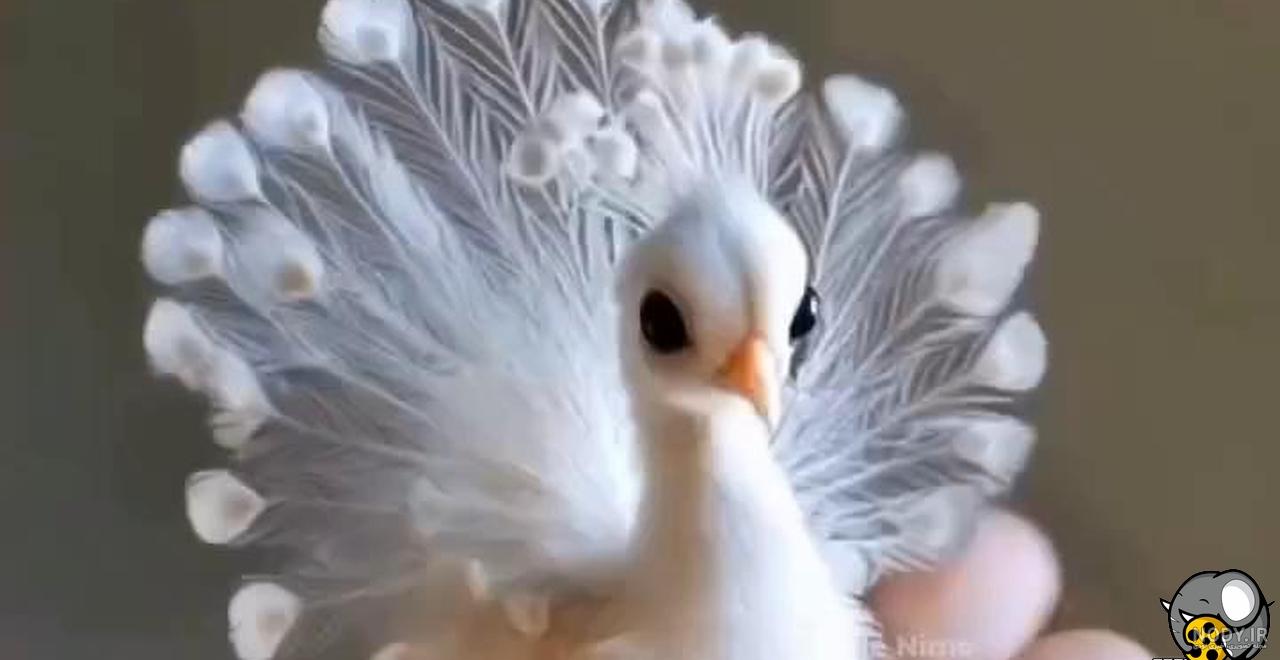 عکس بچه طاووس ❤️ [ بهترین تصاویر ]