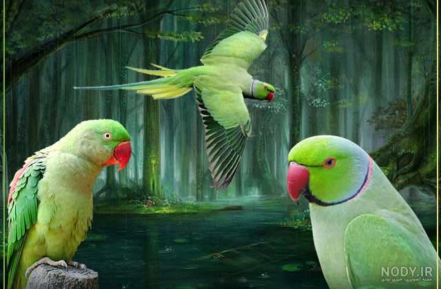 عکس طوطی های زیبا عکس طوطی های زیبا