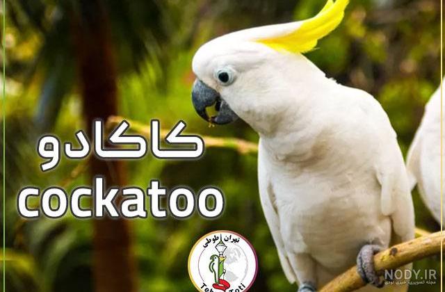 عکس طوطی پروفایل عکس طوطی پروفایل