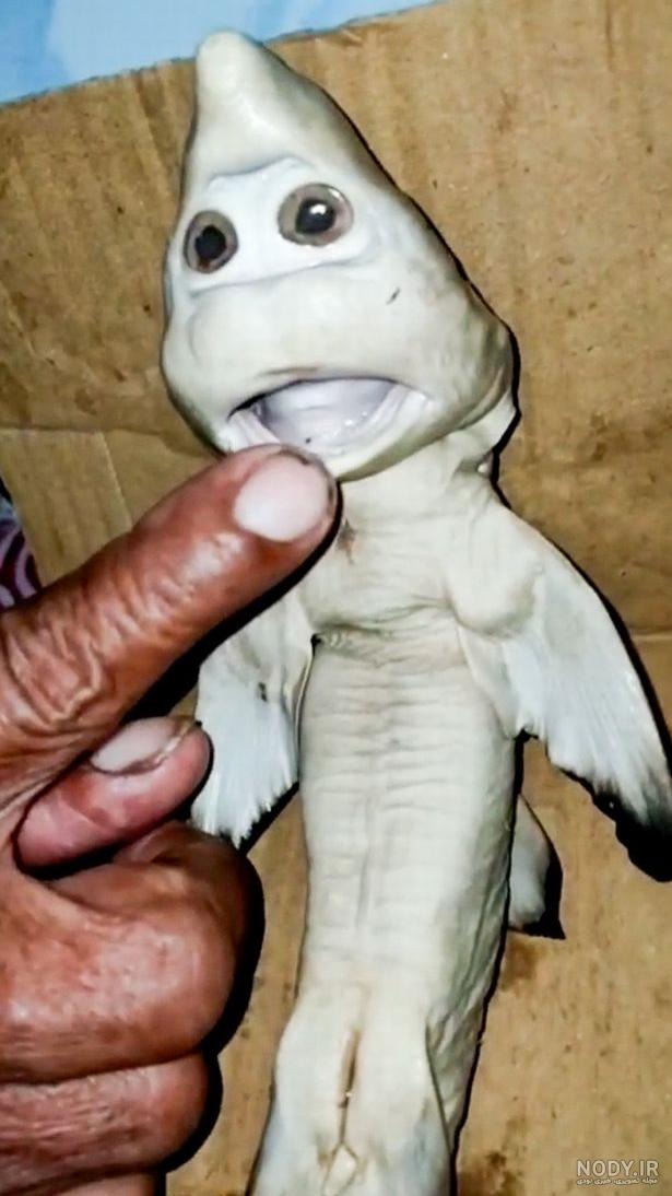 عکس عروسک کوسه صورتی عکس عروسک کوسه صورتی