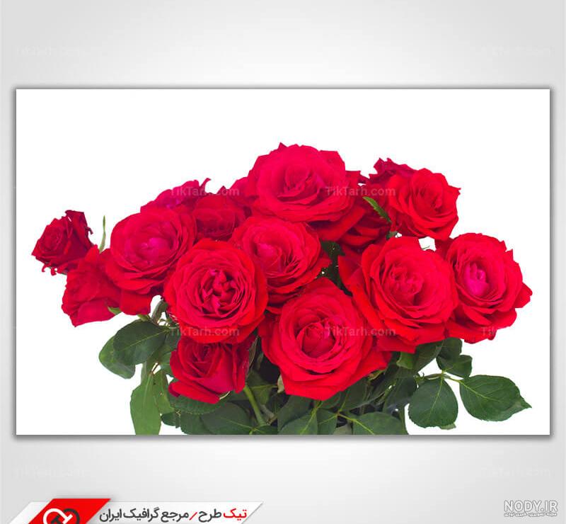 عکس نقاشی گل لاله بدون رنگ برای رنگ آمیزی کودکان و بزرگسالان - دلبرانه