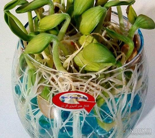 عکس ژله خاکی - عکس نودی عکس ژله خاکی - عکس نودی