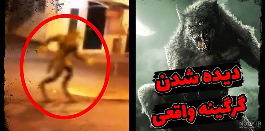 عکس گرگ نما در ایران - عکس نودی عکس گرگ نما در ایران - عکس نودی