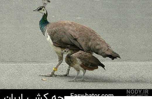فرارو | طاووس و جوجه طاووس چند؟ فرارو | طاووس و جوجه طاووس چند؟