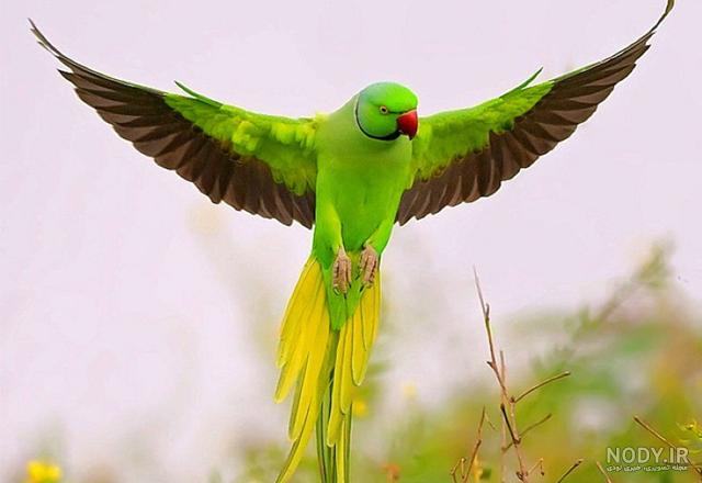 معرفی 8 گونه طوطی رنگی زیبا و جذاب به همراه تصویر - فروشگاه چیکن دیوایس معرفی 8 گونه طوطی رنگی زیبا و جذاب به همراه تصویر - فروشگاه چیکن دیوایس