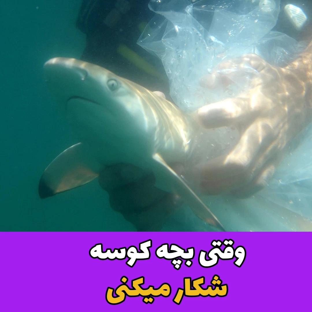 کوسه گابلین؛ عجیب‌ترین و ناشناخته شده‌ترین موجود دریایی+فیلم - سبک ایده آل