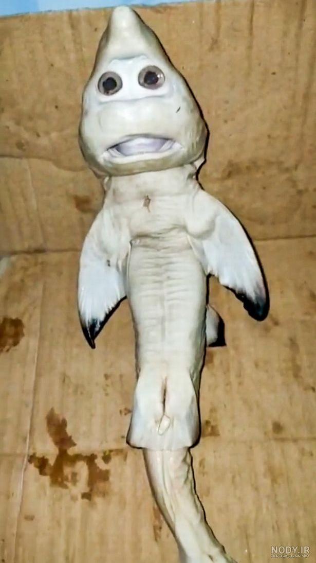 گالری سنجاقک گالری سنجاقک