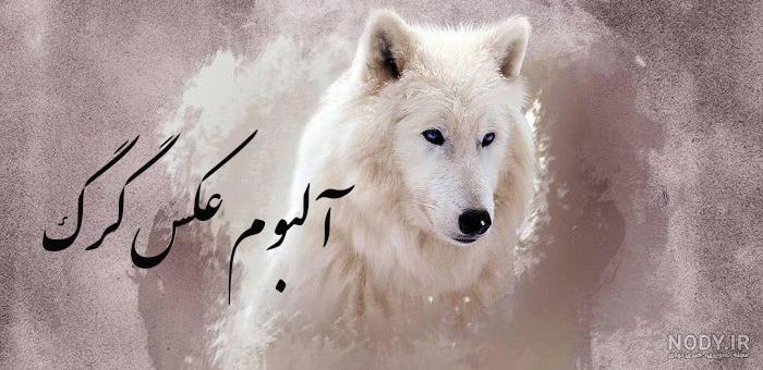 گرگاس" را بیشتر بشناسید