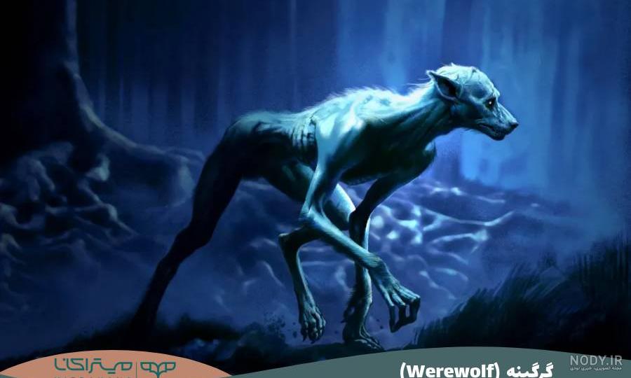 ۲۵ عکس گرگ سیاه برای پروفایل و پس زمینه پر جذبه و خاص - ستاره