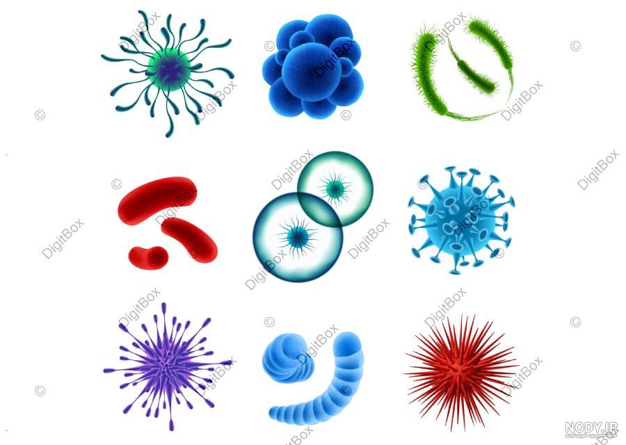 HPV (ویروس پاپیلومای انسانی) چیست؟ - دکتر حسین کرمی متخصص ارولوژی