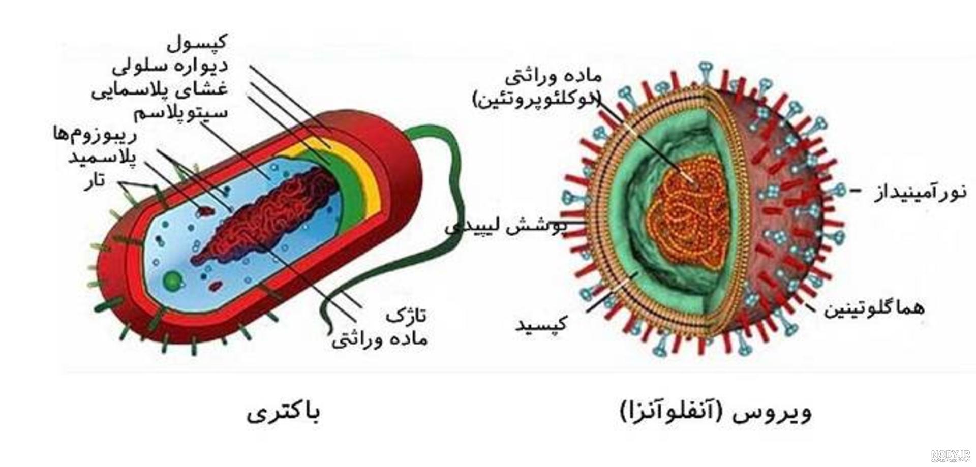 تفاوت باکتری ها و ویروس ها - پزشکت