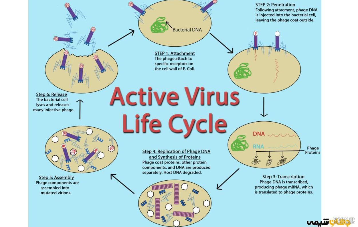 عکس های ویروس hpv
