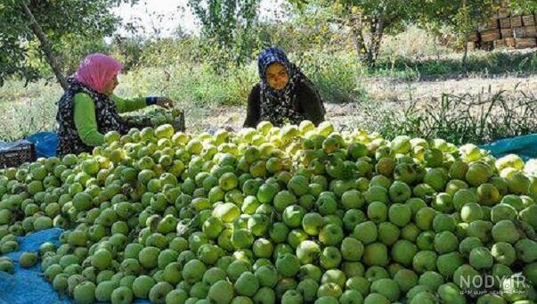 نقشه روستاهای شهرستان جاجرم