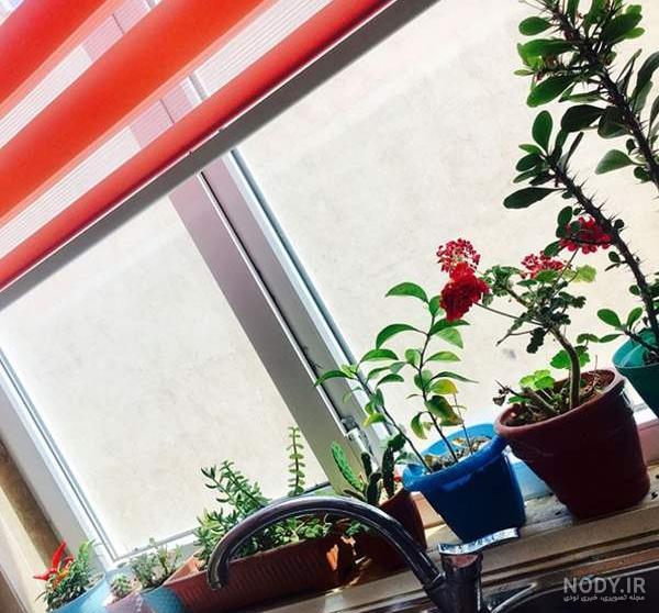 بیاین عکس گل هاتون بذارید انرژی مثبت بگیریم | تبادل نظر نی نی سایت