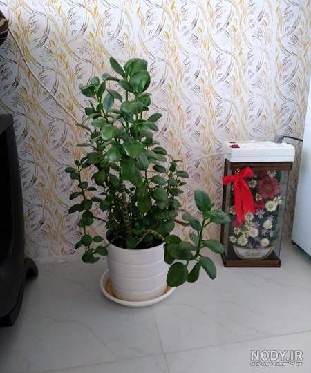 بیاین عکس گل هاتون بذارید انرژی مثبت بگیریم صفحه 2 | تبادل نظر نی نی سایت بیاین عکس گل هاتون بذارید انرژی مثبت بگیریم صفحه 2 | تبادل نظر نی نی سایت
