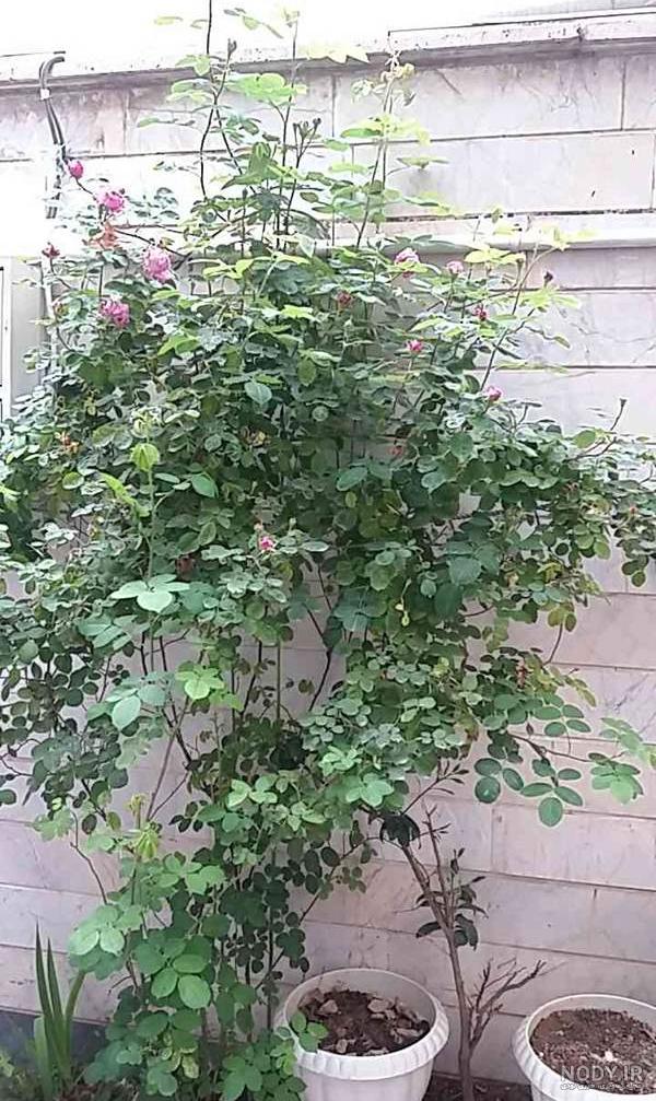 خانمایی که استند گل دارید تو خونه | تبادل نظر نی نی سایت