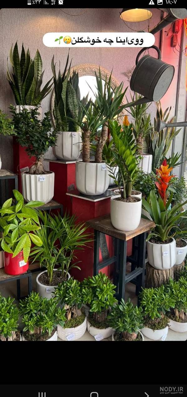 عکس گل های قشنگتون رو بذارید | تبادل نظر نی نی سایت عکس گل های قشنگتون رو بذارید | تبادل نظر نی نی سایت
