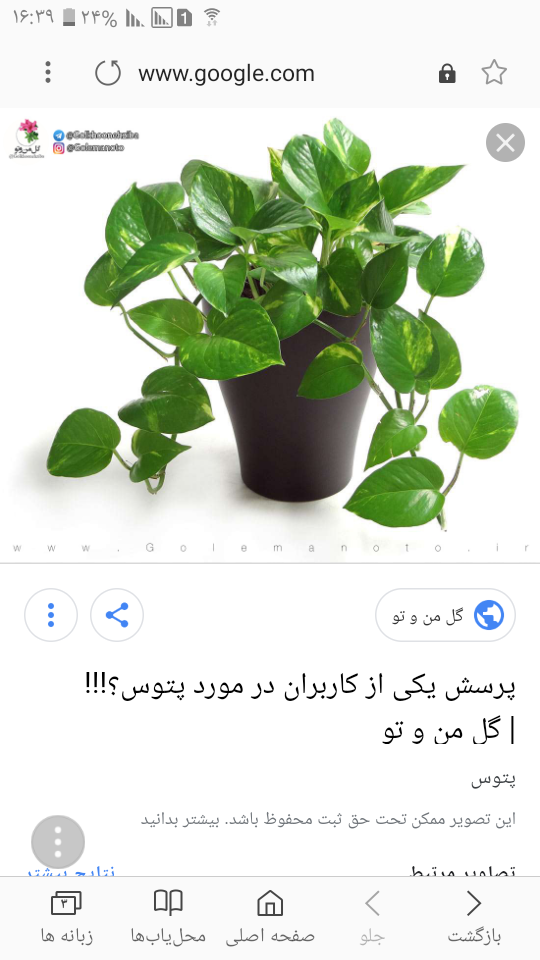 متخصصای گل و گیاه بیاید پتوسم داغون شده 😭😢 | تبادل نظر نی نی سایت متخصصای گل و گیاه بیاید پتوسم داغون شده 😭😢 | تبادل نظر نی نی سایت