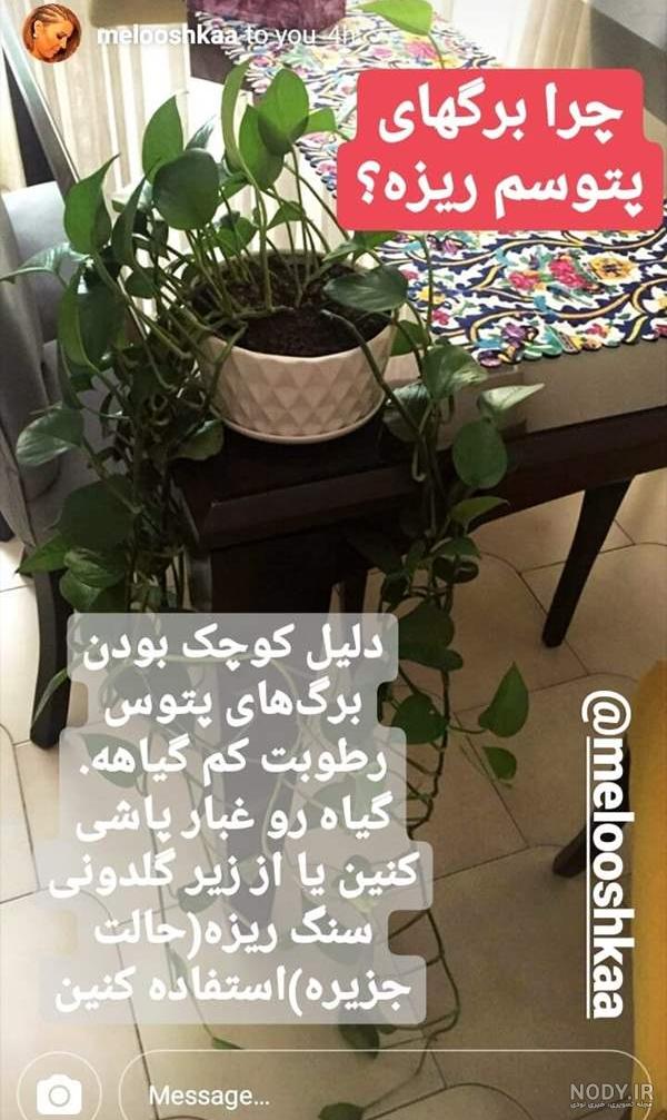 نکات ریز نگهداری از گیاه پتوس برام بگین | تبادل نظر نی نی سایت نکات ریز نگهداری از گیاه پتوس برام بگین | تبادل نظر نی نی سایت