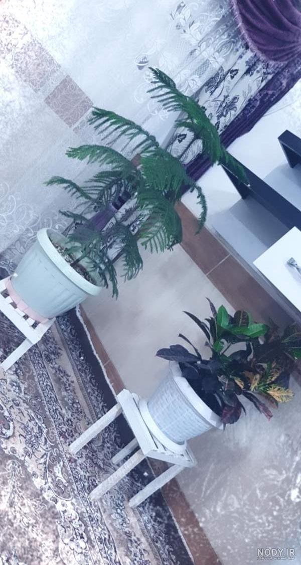 همه بیاین از گل و گیاه های خونتون عکس بزارید😜😍 | تبادل نظر نی نی سایت همه بیاین از گل و گیاه های خونتون عکس بزارید😜😍 | تبادل نظر نی نی سایت