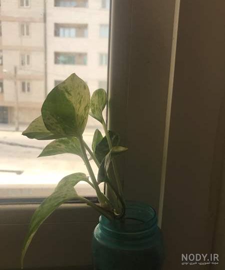 چی کار کنم گل پتوسم که تو آبه رشد سریعی داشته باشه | تبادل نظر نی نی سایت چی کار کنم گل پتوسم که تو آبه رشد سریعی داشته باشه | تبادل نظر نی نی سایت