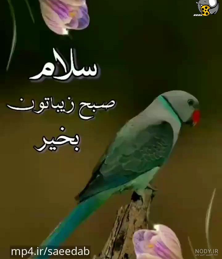 کلیپ صبح بخیر برای وضعیت واتساپ - تماشا