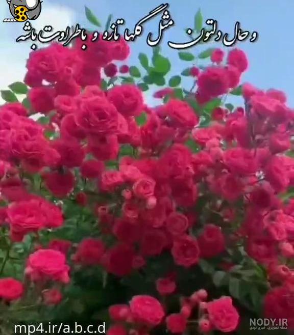 کلیپ صبح بخیر شاد برای وضعیت واتساپ