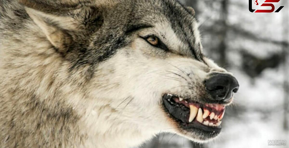12 تا از خطرناک ترین سگ ها در دنیا 12 تا از خطرناک ترین سگ ها در دنیا