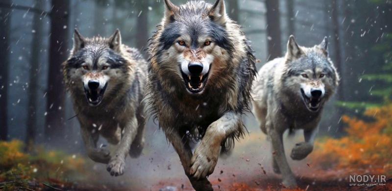 26 عکس از گرگ برای نقاشی خفن و الهام بخش 26 عکس از گرگ برای نقاشی خفن و الهام بخش