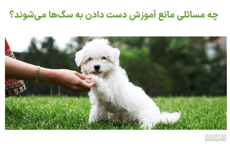 انواع نژاد سگ | نژاد سگ ها | نژاد های سگ | ( 01 دی ) - دهکده حیوانات انواع نژاد سگ | نژاد سگ ها | نژاد های سگ | ( 01 دی ) - دهکده حیوانات