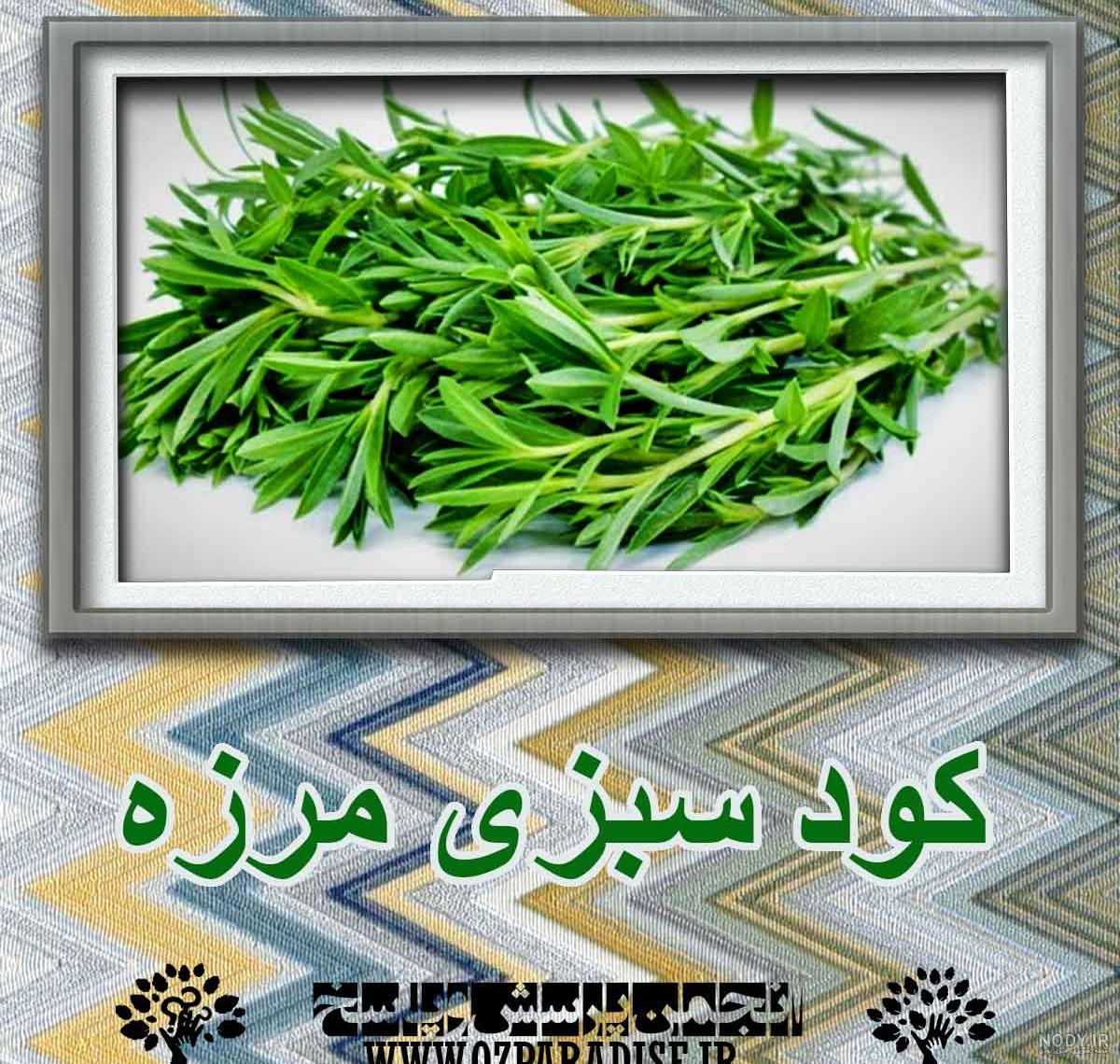بذر سبزی مرزه - خانه بذر | فروشگاه بذر وارداتی گل و گیاه زینتی 1403 بذر سبزی مرزه - خانه بذر | فروشگاه بذر وارداتی گل و گیاه زینتی 1403