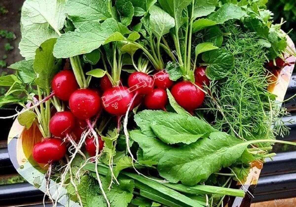 بذر سبزی مرزه - خانه بذر | فروشگاه بذر وارداتی گل و گیاه زینتی 1403 بذر سبزی مرزه - خانه بذر | فروشگاه بذر وارداتی گل و گیاه زینتی 1403