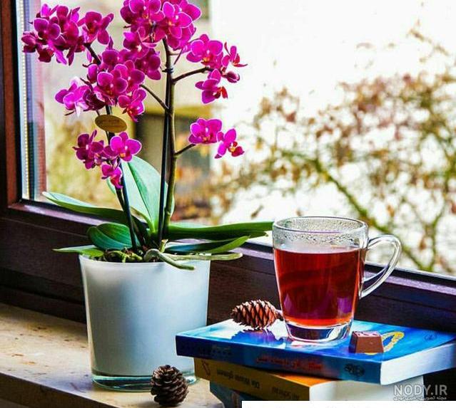 بهترین چای ایرانی کدام است؟ | انواع چای‌ ایرانی چه تفاوتی با هم دارند؟ |  درکام